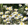 Anthemis carpatica 'Karpatenschnee' (1)