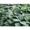 Rodgersie jírovcolistá - Rodgersia aesculifolia  Rodgersia aesculifolia