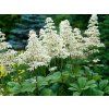 Rodgersie jírovcolistá - Rodgersia aesculifolia  Rodgersia aesculifolia
