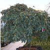 58110 1 rododendron anuschka