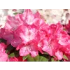 Rododendron 'Anuschka'  Rhododendron 'Anuschka'