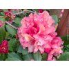 58143 4 58143 4 58143 4 58143 2 rododendron brasilia