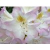 Rhododendron Brigitte (1)