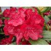 Rododendron 'Busuki'  Rhododendron 'Busuki'