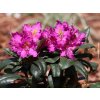 58158 2 rododendron caroline allbrook