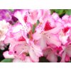 Rhododenron Hachmann's Charmant