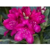 Rododendron 'Nova Zembla'  Rhododendron 'Nova Zembla'