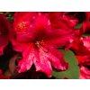 58416 3 58416 3 rhododendron taragona 1