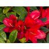 Rhododendron Bengal (2)