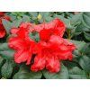 Rododendron 'Bengal'  Rhododendron 'Bengal'