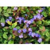 Rohovec olověncovitý - Ceratostigma plumbaginoides  Ceratostigma plumbaginoides