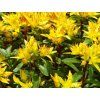 Rozchodník květonosný 'Weichenstephaner Gold'  Sedum floriferum 'Weichenstephaner Gold'
