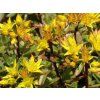 Rozchodník květonosný 'Weichenstephaner Gold'  Sedum floriferum 'Weichenstephaner Gold'
