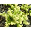 Rozchodník ostrý 'Yellow Queen' - Sedum acre 'Yellow Queen'  Sedum acre 'Yellow Queen'