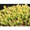 Rozchodník ostrý 'Yellow Queen' - Sedum acre 'Yellow Queen'  Sedum acre 'Yellow Queen'