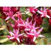 Rozchodník pochybný 'Fuldaglut' - Sedum spurium 'Fuldaglut'  Sedum spurium 'Fuldaglut'