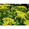58713 58713 rozchodnik selskianum sedum selskianum