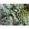 58719 1 rozchodnik siebolduv sedum sieboldii