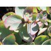 58719 2 rozchodnik siebolduv sedum sieboldii