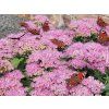 Rozchodník velký 'Herbstfreude' - Sedum telephium 'Herbstfreude'  Sedum telephium 'Herbstfreude'