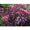 Rozchodník velký 'Purple Emperor' - Sedum telephium 'Purple Emperor'  Sedum telephium 'Purple Emperor'