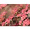 Rozchodník velký 'Red Cauli®' - Sedum telephium 'Red Cauli'  Sedum telephium 'Red Cauli'
