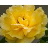 Rosa Anisade Julia Child (2)