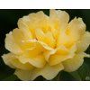 Rosa Anisade Julia Child (1)