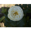 9b9cd4b5e5050850