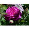 59220 1 59220 1 59220 1 59220 1 ruze heidi klum rose baleni kontejner c2