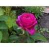 59220 2 59220 2 59220 2 59220 2 ruze heidi klum rose baleni kontejner c2