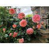 Růže 'Chippendale® Duchess of Cornwall'  Rosa 'Chippendale®Duchess of Cornwall'
