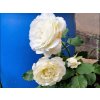 59247 4 59247 4 59247 4 ruze irina baleni specialni baleni