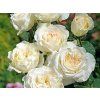 59247 59247 59247 ruze irina baleni specialni baleni