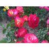 Růže 'Midsummer®'  Rosa 'Midsummer®'