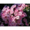 bodendecker rose mirato m002652 w 4@2x