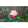 59325 1 59325 1 aeb7795b9f45904f