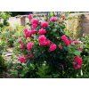 Růže 'Rosarium Uetersen®'  Rosa´Rosarium Uetersen®´