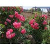 Růže 'Rosarium Uetersen®'  Rosa´Rosarium Uetersen®´