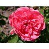 rosarium