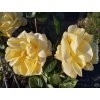 Růže 'Sophia Renaissance®'  Rosa´Sophia Renaissance®´