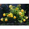 Růže 'Lizzy Starlet Rose'  Rosa ´Lizzy Starlet Rose´