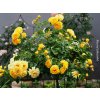 Růže 'Lizzy Starlet Rose'  Rosa ´Lizzy Starlet Rose´