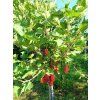 Rybíz 'Rolan'  Ribes rubrum 'Rolan'