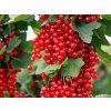 Rybíz 'Rovada'  Ribes rubrum 'Rovada'