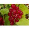 Rybíz 'Rovada'  Ribes rubrum 'Rovada'