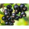 Rybíz 'Titania'  Ribes nigrum 'Titania'