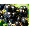Rybíz 'Titania'  Ribes nigrum 'Titania'