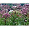 60324 1 sadec fistulosum atropurpureum eupatorium fistulosum atropurpureum