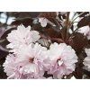 Prunus serrulata 'Royal Burgundy'